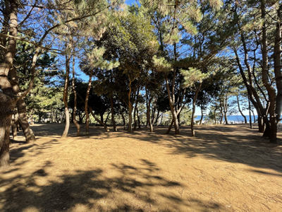 松林エリアの風景