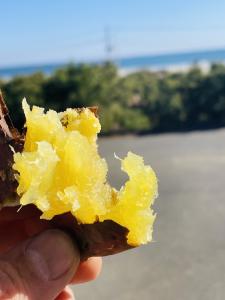 石焼き芋