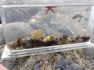 磯遊び水槽